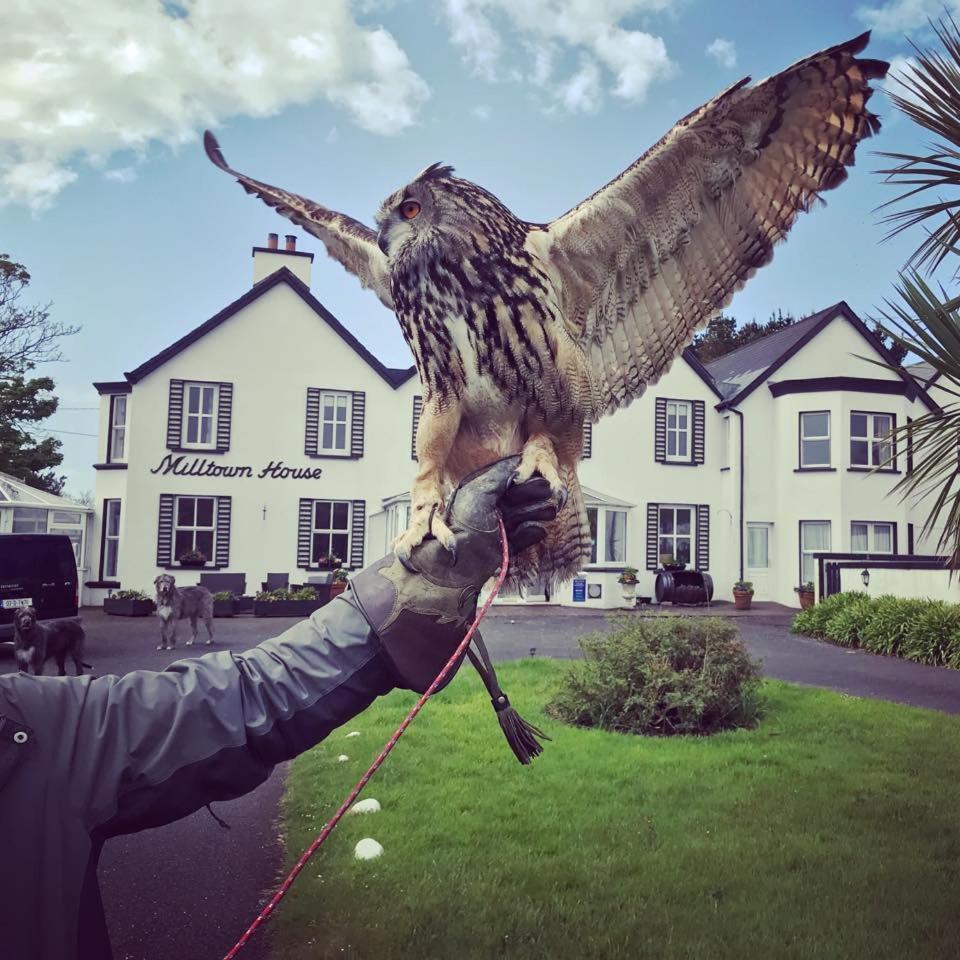 Milltown House Dingle Hotel Eksteriør billede